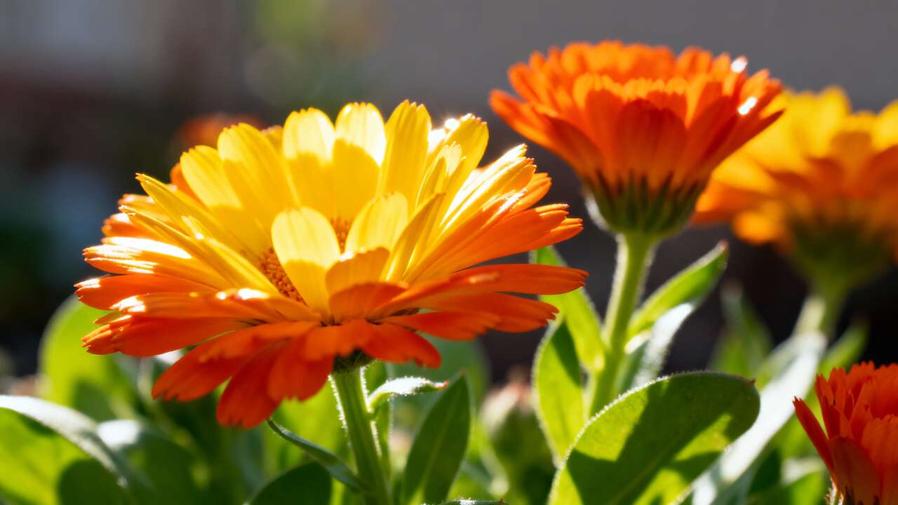 Calendula : le secret naturel pour une peau rayonnante